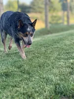 Rambo, a male Australian Cattle Dog for sale in Hagerstown, IN – Photo 1 of 8