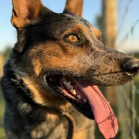 Rambo, a male Australian Cattle Dog for sale in Hagerstown, IN – Photo 7 of 8