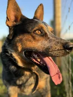 Rambo, a male Australian Cattle Dog for sale in Sevierville, TN – Photo 1 of 3