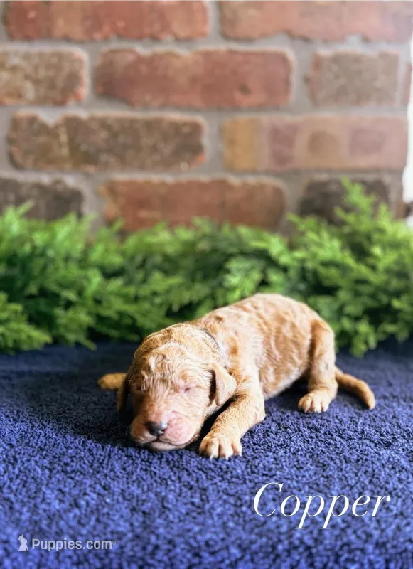 F1bb Copper  – Goldendoodle puppy for sale in Hagerstown, IN