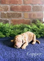 F1bb Copper , a male Goldendoodle for sale in Hagerstown, IN – Photo 3 of 3