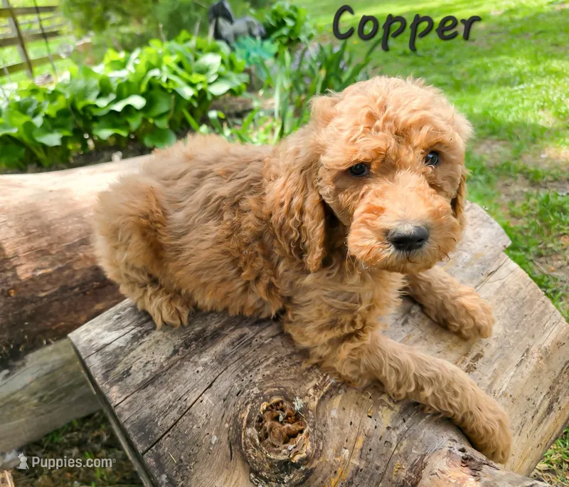 F1bb Copper  – Goldendoodle puppy for sale in Hagerstown, IN