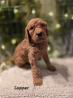 F1bb Copper , a male Goldendoodle for sale in Hagerstown, IN – Photo 2 of 2