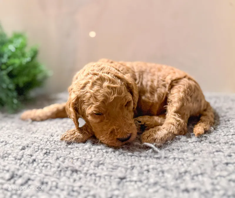 F1bb Copper  – Goldendoodle puppy for sale in Hagerstown, IN