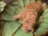 F1bb Copper , a male Goldendoodle for sale in Hagerstown, IN – Photo 2 of 3