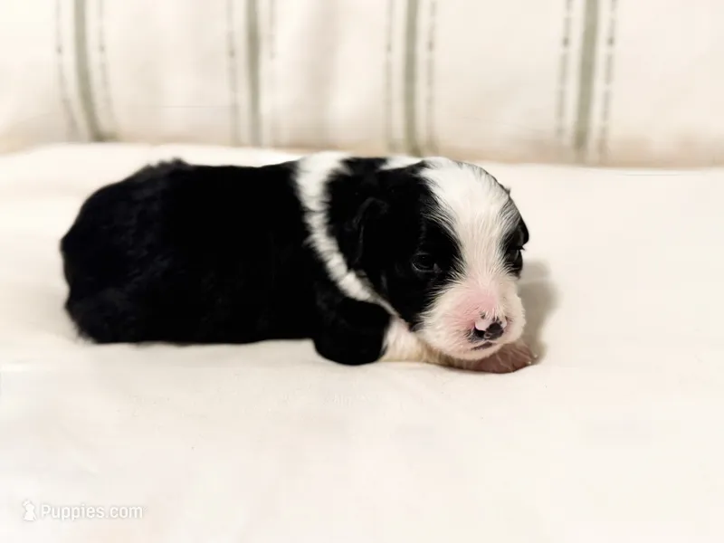 Ranger  – Miniature Bernedoodle puppy for sale in Hagerstown, IN