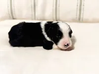 Ranger , a male Miniature Bernedoodle for sale in Sevierville, TN – 3 of 5