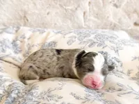 Arthur, a male Miniature Bernedoodle for sale in Hagerstown, IN – 2 of 3