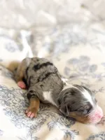 Sylvia, a female Miniature Bernedoodle for sale in Sevierville, TN – 3 of 4