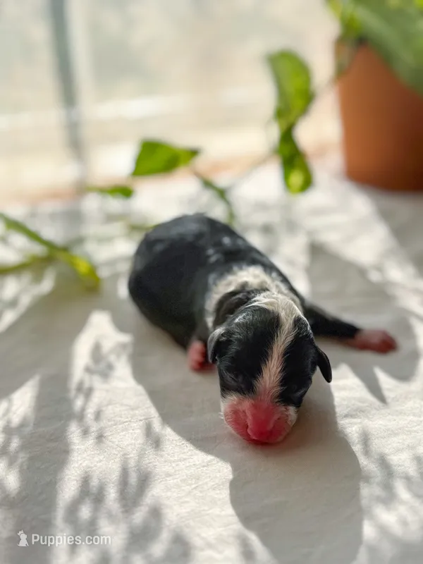 Murphy  – Miniature Bernedoodle puppy for sale in Hagerstown, IN