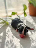 Murphy , a male Miniature Bernedoodle for sale in Hagerstown, IN – 1 of 1
