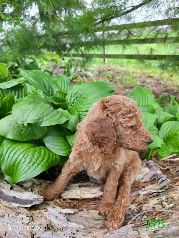 F1bb Iris – Goldendoodle puppy for sale in Hagerstown, IN