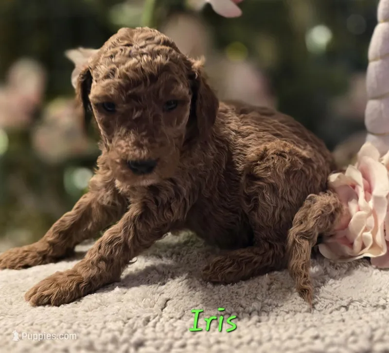 F1bb Iris – Goldendoodle puppy for sale in Hagerstown, IN