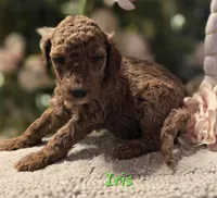 F1bb Iris, a female Goldendoodle for sale in Hagerstown, IN – Photo 2 of 2