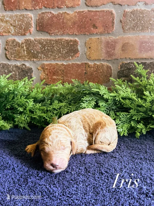 F1bb Iris – Goldendoodle puppy for sale in Hagerstown, IN