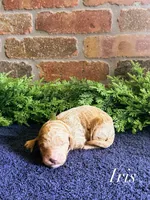 F1bb Iris, a female Goldendoodle for sale in Hagerstown, IN – Photo 2 of 2