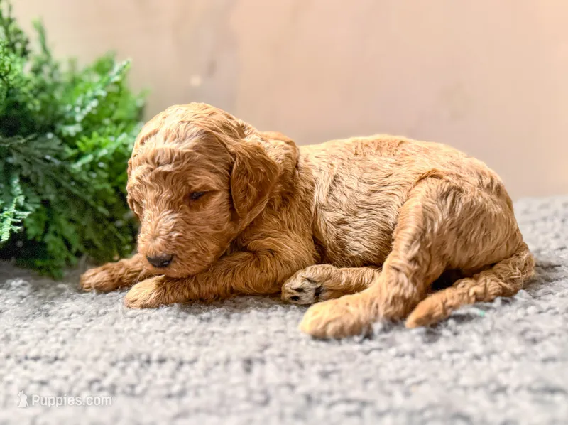 F1bb Iris – Goldendoodle puppy for sale in Hagerstown, IN