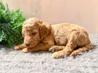 F1bb Iris, a female Goldendoodle for sale in Hagerstown, IN – Photo 1 of 2