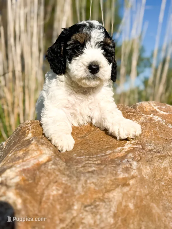 Max – Miniature Bernedoodle puppy for sale in Hagerstown, IN