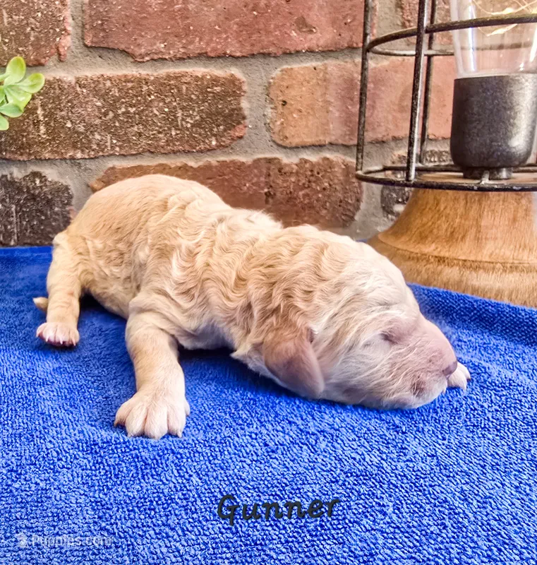 F1bb Gunner  – Miniature Goldendoodle puppy for sale in Hagerstown, IN