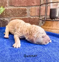 F1bb Gunner , a male Miniature Goldendoodle for sale in Hagerstown, IN – 1 of 3