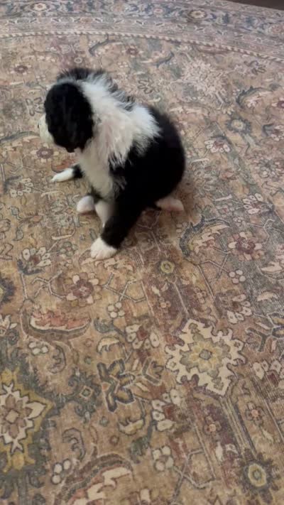 Murphy , a male Miniature Bernedoodle for sale in Hagerstown, IN – 8 of 8