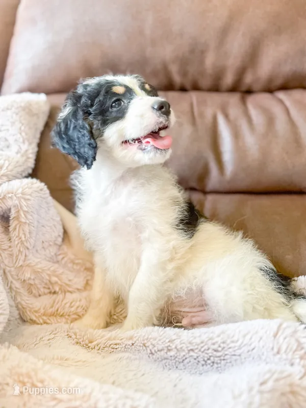 Buster  – Miniature Bernedoodle puppy for sale in Hagerstown, IN