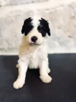 Buster , a male Miniature Bernedoodle for sale in Hagerstown, IN – 5 of 10