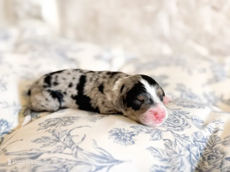 Hollis – Miniature Bernedoodle puppy for sale in Hagerstown, IN