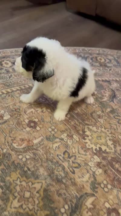 Buster , a male Miniature Bernedoodle for sale in Hagerstown, IN – 10 of 10