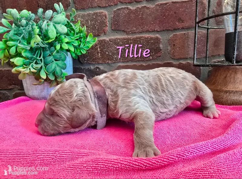 F1bb Tillie  – Miniature Goldendoodle puppy for sale in Hagerstown, IN