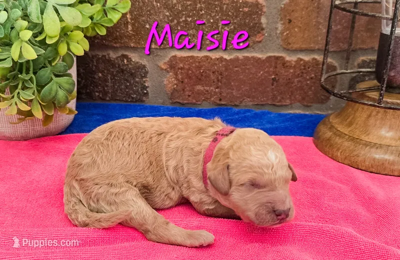 F1bb Maisie – Miniature Goldendoodle puppy for sale in Hagerstown, IN