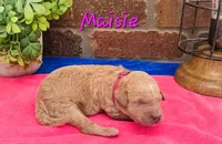 F1bb Maisie, a female Miniature Goldendoodle for sale in Hagerstown, IN – 1 of 3