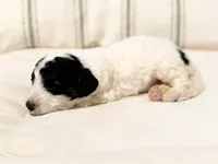 Max, a male Miniature Bernedoodle for sale in Sevierville, TN – 3 of 5