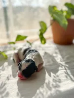 Beau, a male Miniature Bernedoodle for sale in Hagerstown, IN – 1 of 1