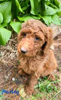 F1bb Marley , a male Goldendoodle for sale in Hagerstown, IN – Photo 1 of 2