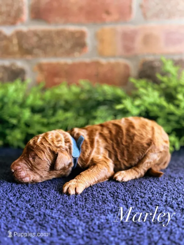 F1bb Marley  – Goldendoodle puppy for sale in Hagerstown, IN