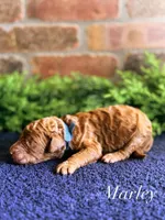 F1bb Marley , a male Goldendoodle for sale in Hagerstown, IN – Photo 2 of 2