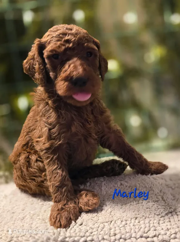 F1bb Marley  – Goldendoodle puppy for sale in Hagerstown, IN