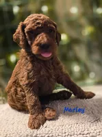 F1bb Marley , a male Goldendoodle for sale in Hagerstown, IN – Photo 2 of 2