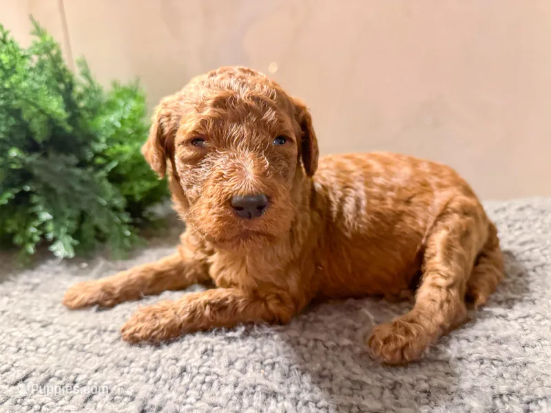 F1bb Marley  – Goldendoodle puppy for sale in Hagerstown, IN