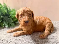 F1bb Marley , a male Goldendoodle for sale in Hagerstown, IN – Photo 1 of 2
