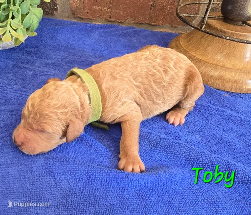 F1bb Toby – Miniature Goldendoodle puppy for sale in Hagerstown, IN