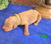 F1bb Toby, a male Miniature Goldendoodle for sale in Hagerstown, IN – 1 of 3