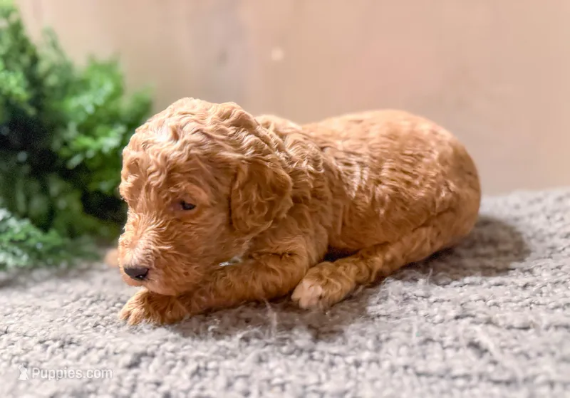 F1bb Tucker  – Goldendoodle puppy for sale in Hagerstown, IN