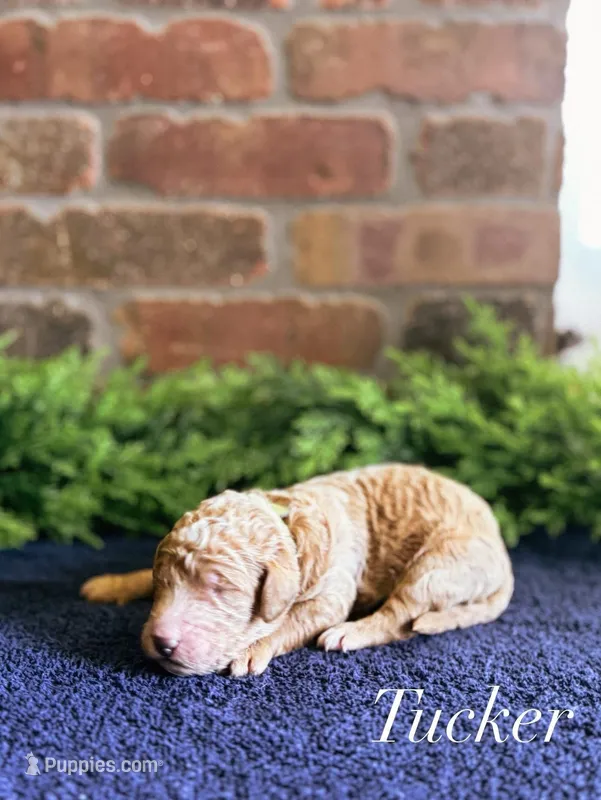 F1bb Tucker  – Goldendoodle puppy for sale in Hagerstown, IN