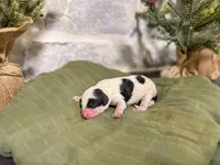 processed/95b79791-5157-4080-ae93-275fb4778cae/listing/bf0692ca-d428-40dd-b002-3bf58272cdb2/bff14e99-7b4d-44b7-bc0a-1160a252ace6