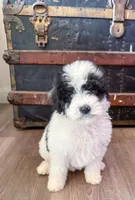 F1b Dolly, a female Miniature Bernedoodle for sale in Hagerstown, IN – Photo 3 of 4