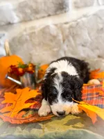 Murphy , a male Miniature Bernedoodle for sale in Hagerstown, IN – 6 of 8