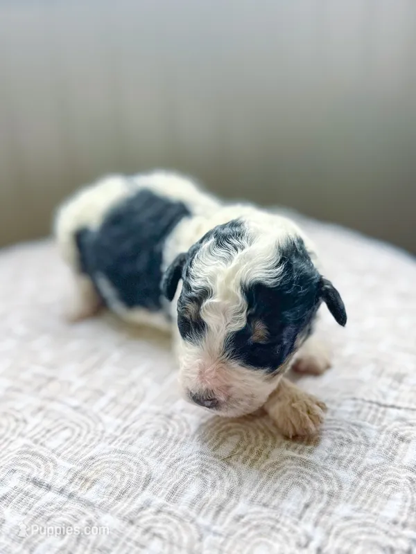 Charlie – Miniature Bernedoodle puppy for sale in Sevierville, TN